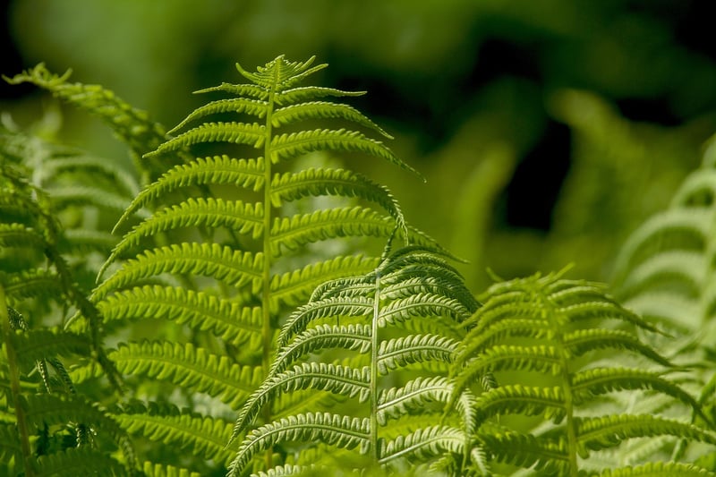 Self-Watering Vertical Garden System