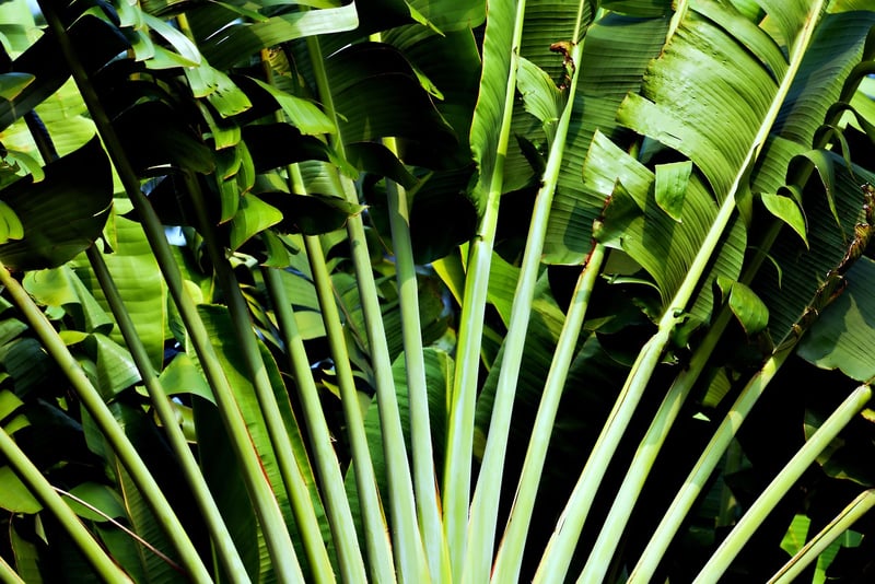 Tropical Escape